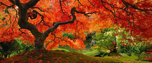 1-amazing-trees-8