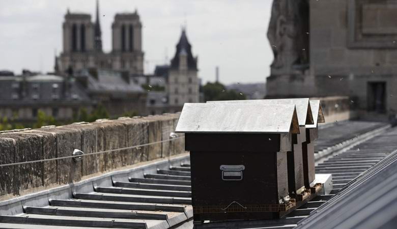 180 thousand bees miraculously survived the fire in Notre-Dame de Paris