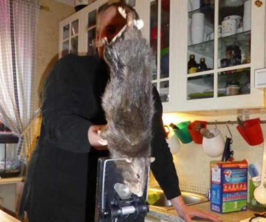 A 40-centimeter rat caught in Swedish cuisine