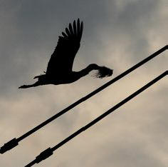 Stork and beavers left 3000 people without light