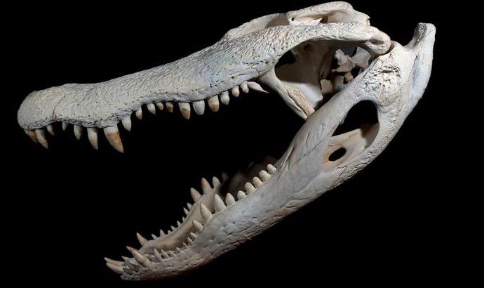 The Americans found the remains of a huge crocodile