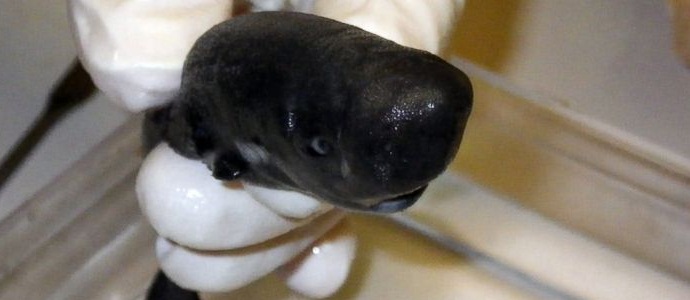 Americans accidentally discovered the rarest miniature shark