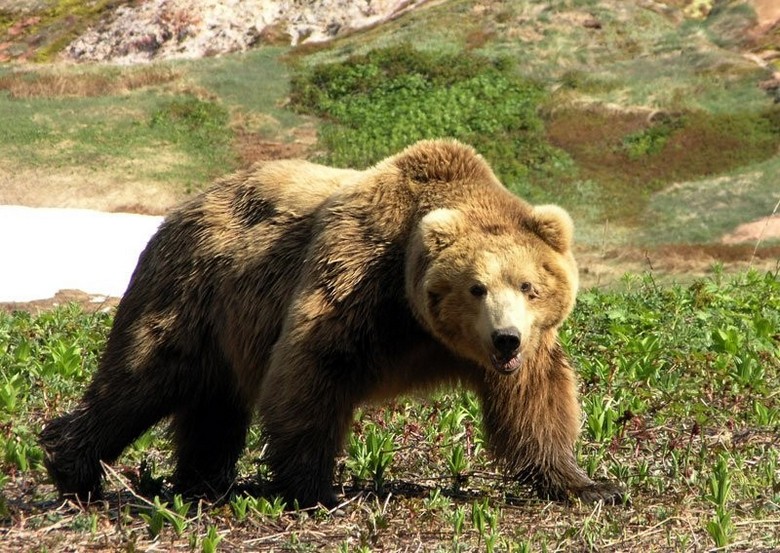 The American almost lost his hand, wanting to feed a wild bear