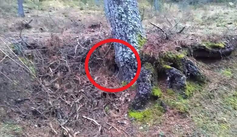 An American photographed a gnome in a hollow tree