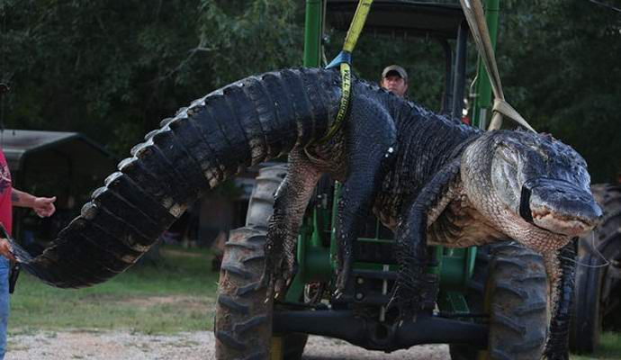 An American shot an alligator dragging ... cows from him