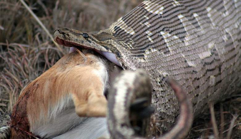 The American shot a giant python with a pistol