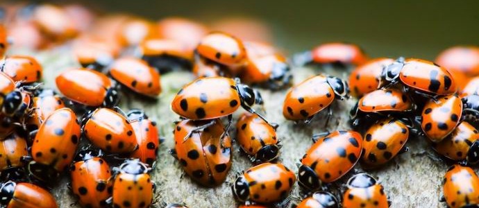 American teens launched thousands of ladybugs into their school