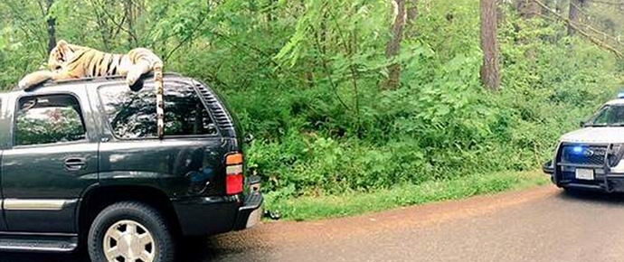 US police come to deal with a toy tiger