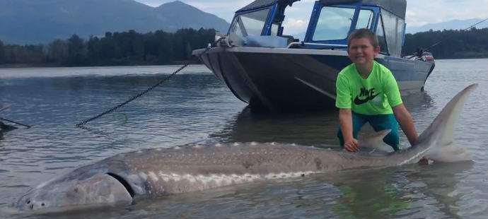 American boy caught a giant beluga