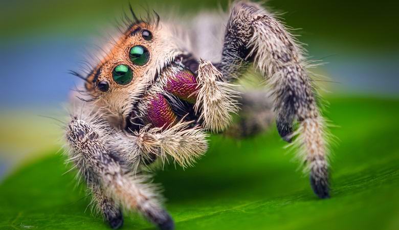 English scientists trained in a spider laboratory