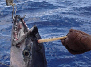 Aussie caught horned tuna