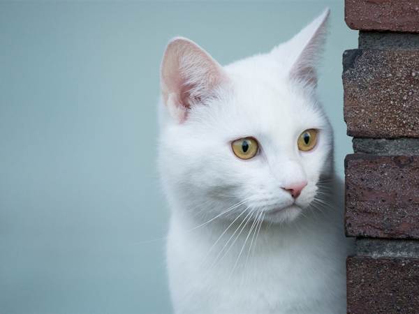 white cats omens 