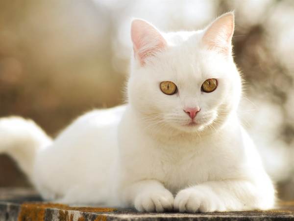 a white cat crossed the road 