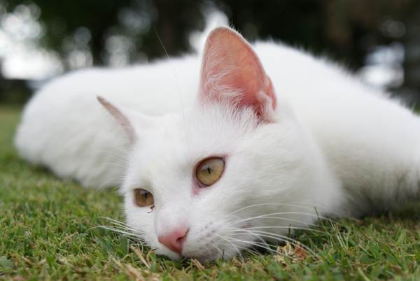 white cat omens 