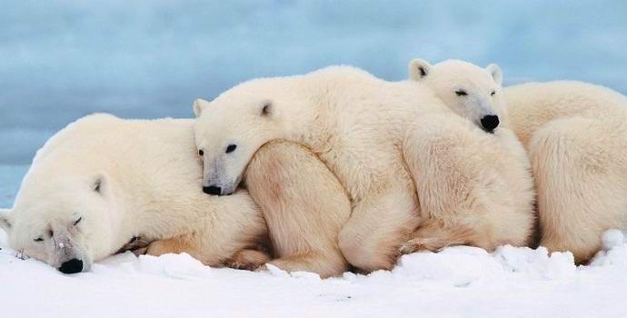 Polar bears can die out before 2025.