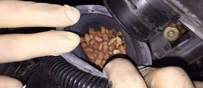 The squirrel filled the car’s engine with nuts