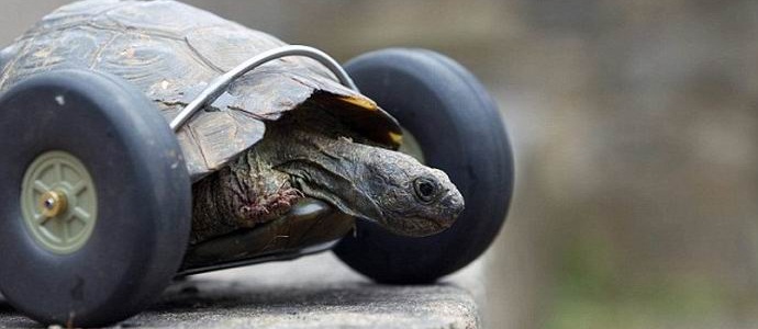 Wheelless turtle equipped with wheels