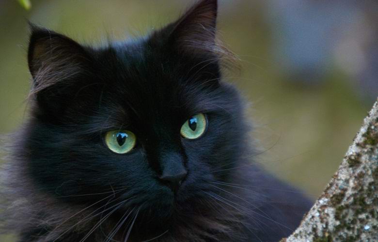 Halloween is coming: why do English witches steal black cats?