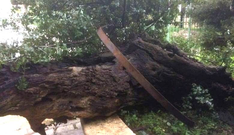 Is the end of the world nearing? In Palestine, the sacred Mamvrian oak collapsed