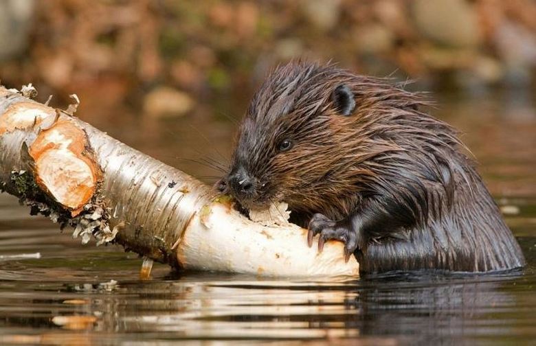 Beavers are the best river cleaners.