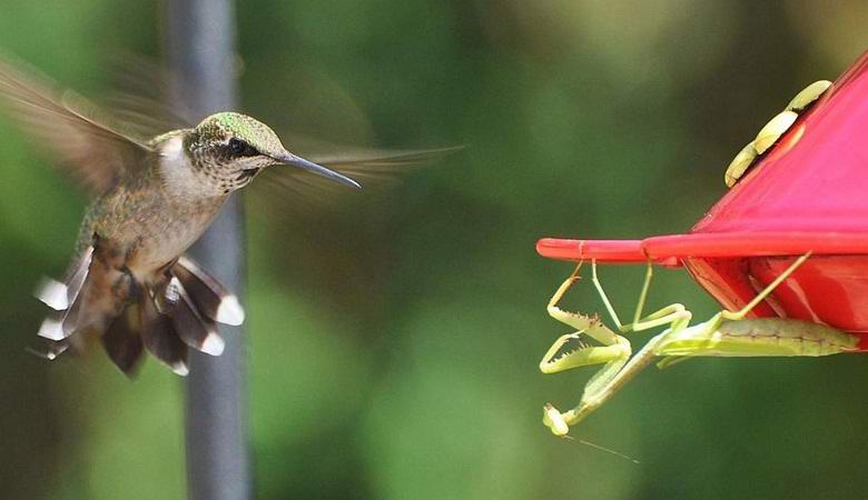 Mantis, it turns out, willingly eat birds