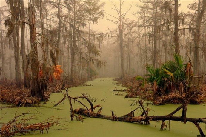 Swamp monster living on the Honey Island