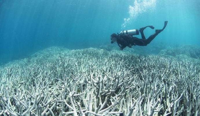 Great Barrier Reef - Dead?