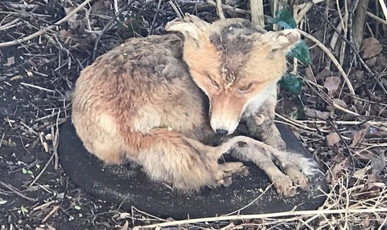 The British noticed a fox living under the bush and called her rescuers, but their concern was in vain