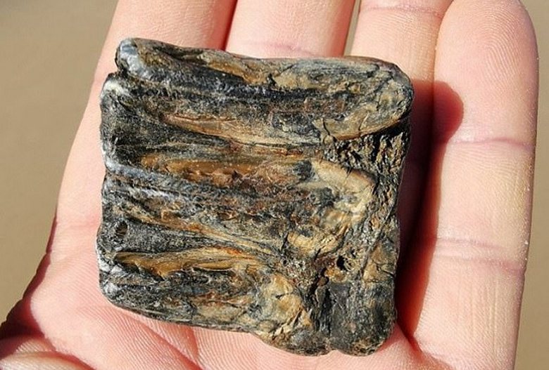 The British found on the beach of the city of Cromer the tooth of an ancient mammoth
