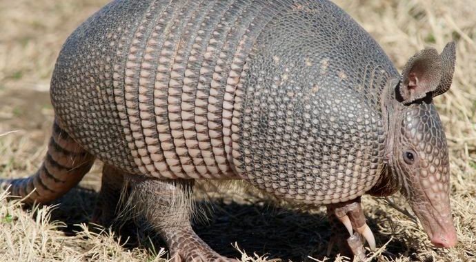 Armadillo