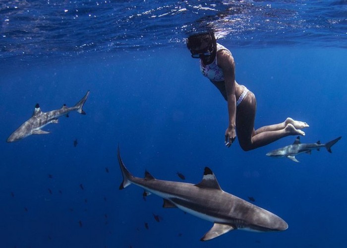 Man and Sharks