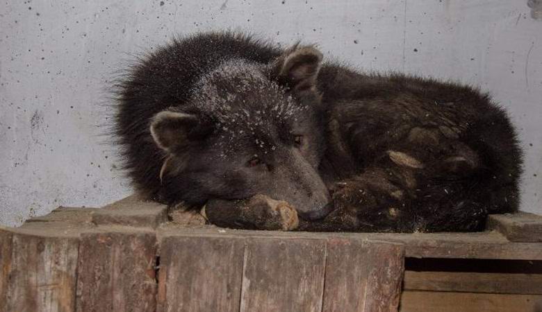 Chelyabinsk hybrid of a bear and a dog surprised scientists