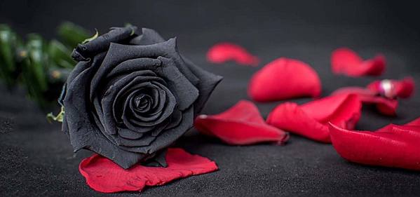 black Rose 