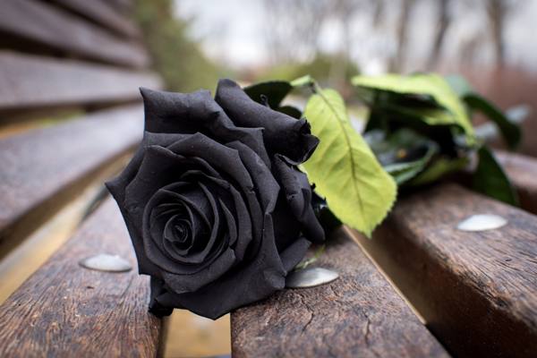 gift black rose 