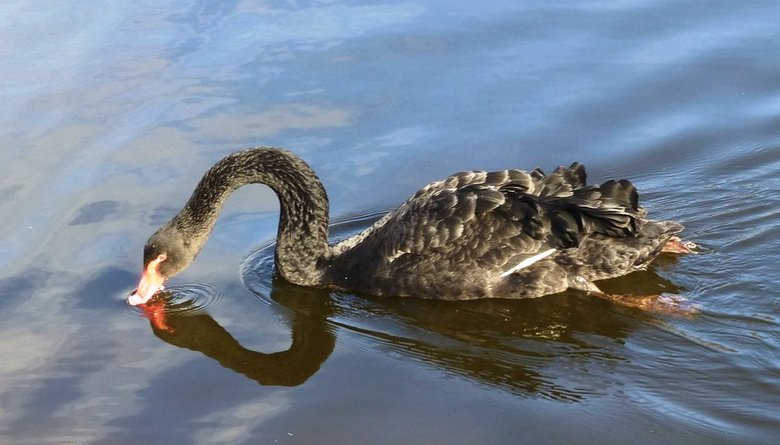 The black swan, protecting the borders of his possession, attacked the dog