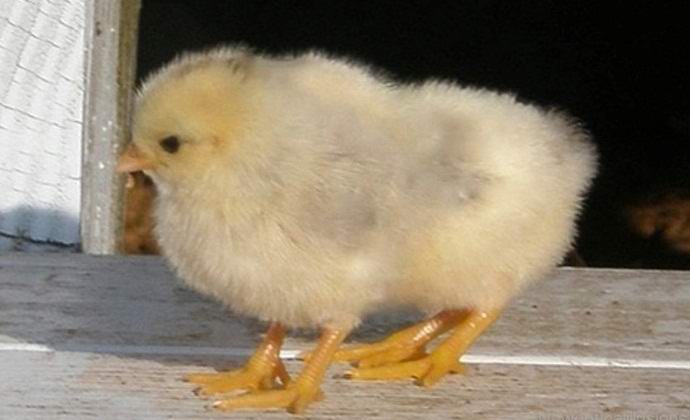 Four-legged chick shocked Brazilians