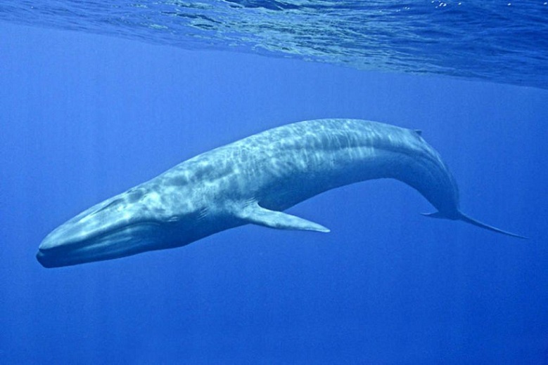 The number of blue whales has increased dramatically