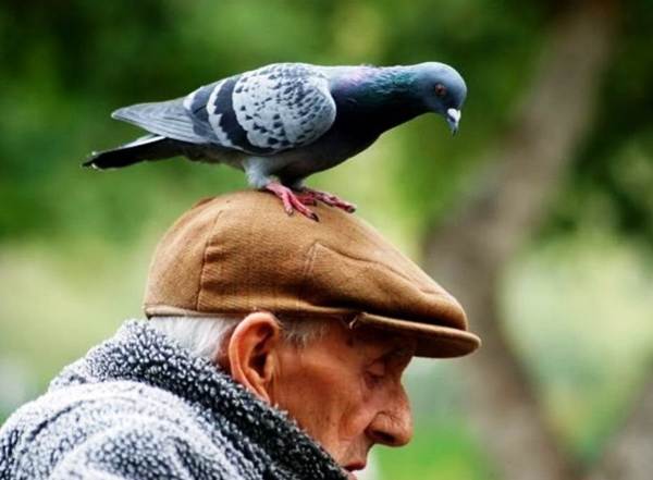 omen bird nakat on the head 