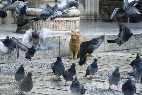 bird nakakat omen 