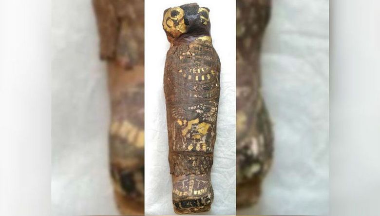 What told the remains of the mummified falcon