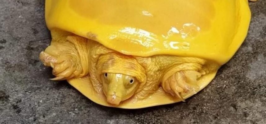 What happened to this funny yellow turtle found in India? 