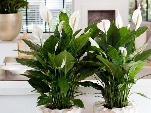 spathiphyllum omens and superstitions 