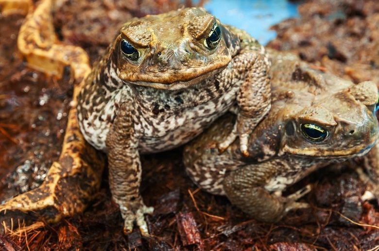 Day of the expulsion of the toad in Australia as a result of unreasonable human intervention in nature