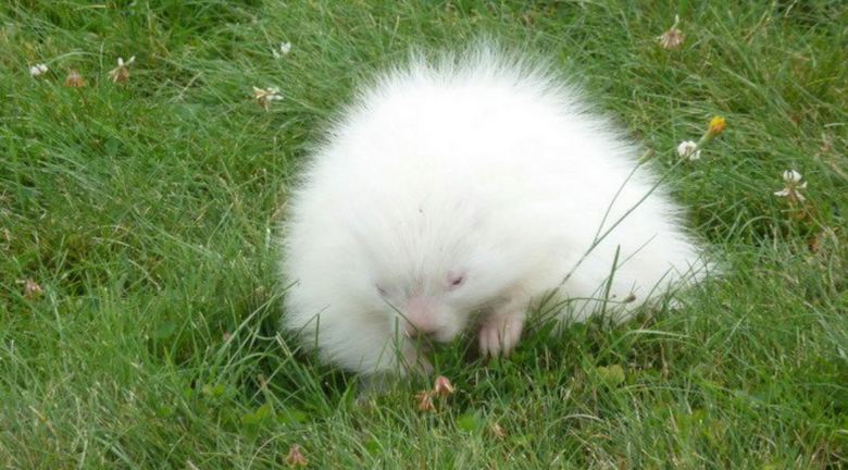 Albino porcupine puzzled museum workers