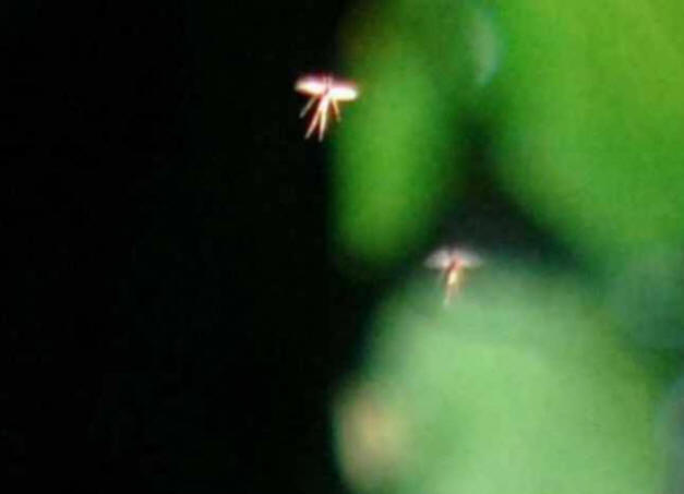 An associate professor at a British university photographed tiny fairies.