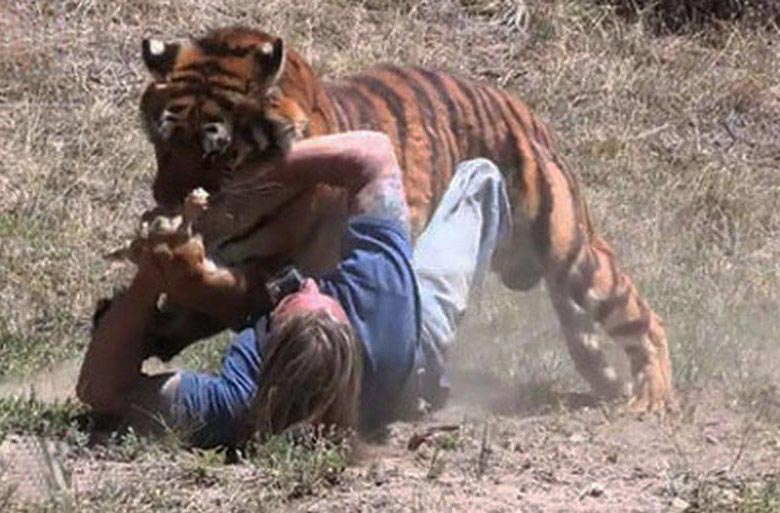 Two spectators were hit by a tiger breaking out of a cage