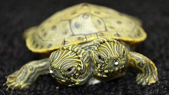 Two-headed turtle conquered the Internet