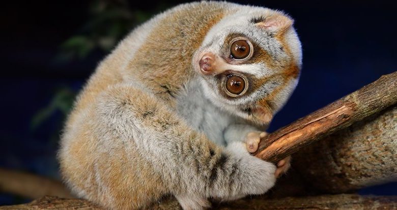 The world's only venomous primate may explain why some people are allergic to cats 