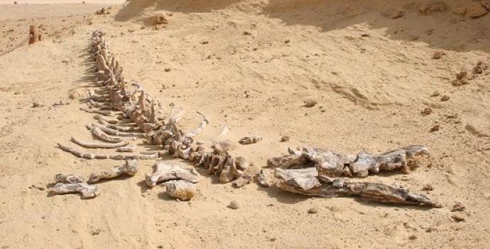 Egyptian paleontologists discovered the skeleton of a giant prehistoric whale