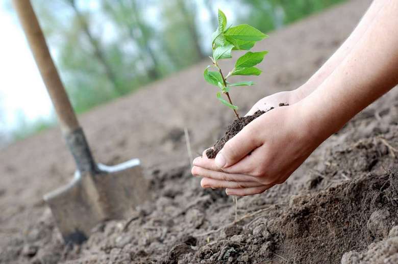 The expert criticized the theory that planting a trillion trees will save the planet